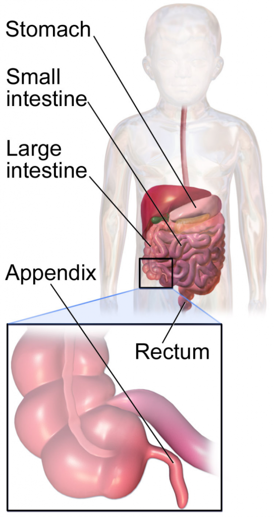 Blausen.com staff (2014). Medical gallery of Blausen Medical 2014 Appendix in Child